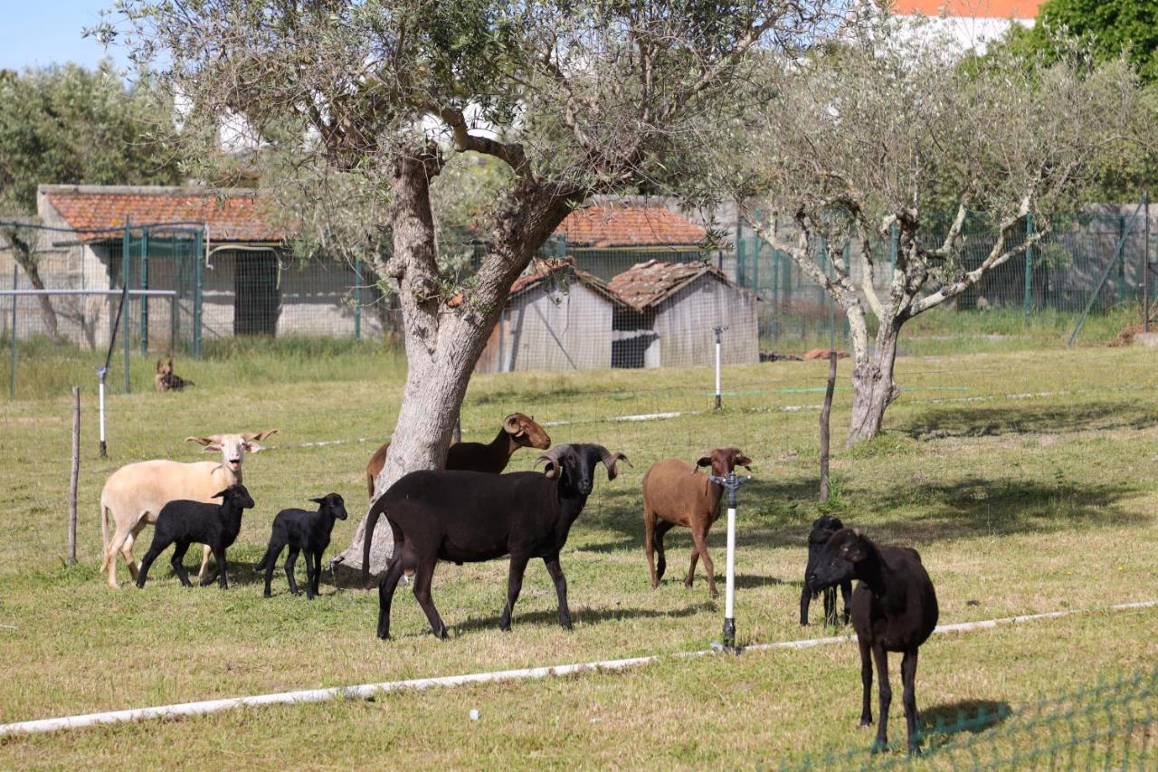 Quinta Dos Patos Villa Pinhanços Kültér fotó
